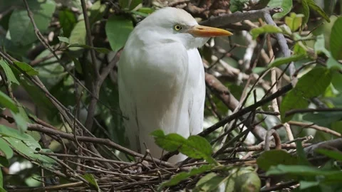 Western Cattle Egrets (Ardea ibis) Nesting in Active Colony Close Up 스톡 동영상 339510340