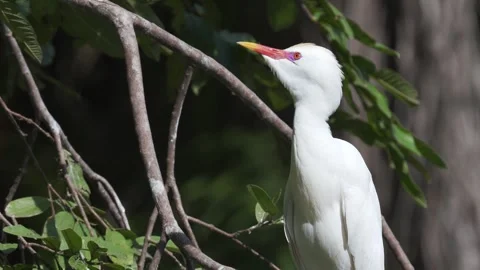 Western Cattle Egrets (Ardea ibis) Alert and Looking Around in Breeding 스톡 동영상 339511042