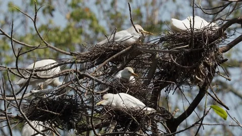Western Cattle Egrets (Ardea ibis) Nesting Together High in Tree Canopy 4K Vídeos de archivo 339511320