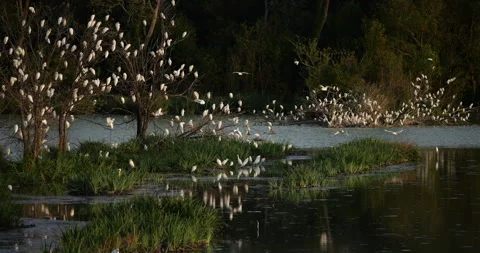 Western cattle egrets (bubulcus ibis) in a dormitory tree, the Camargue,France Video stock 317557351