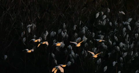 Western cattle egrets (bubulcus ibis) flying to their dormitory tree.France Video stock 317558331