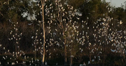Western cattle egrets (bubulcus ibis) in a dormitory tree, the Camargue,France Video stock 317558555