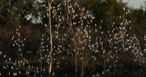 Western cattle egrets (bubulcus ibis) in a dormitory tree, the Camargue,France Video stock 317558606