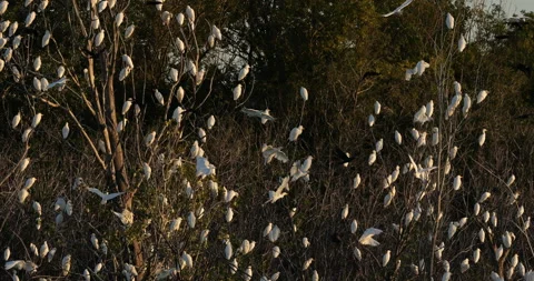 Western cattle egrets (bubulcus ibis) in a dormitory tree, the Camargue,France Video stock 317558634