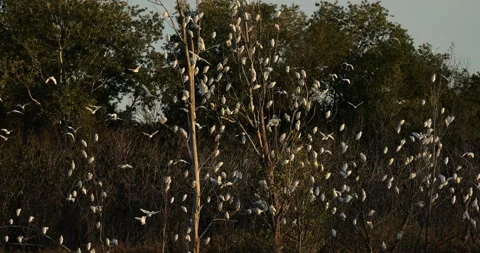 Western cattle egrets (bubulcus ibis) in a dormitory tree, the Camargue,France Video stock 317558667