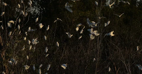 Western cattle egrets (bubulcus ibis) in a dormitory tree, the Camargue,France Video stock 317558706