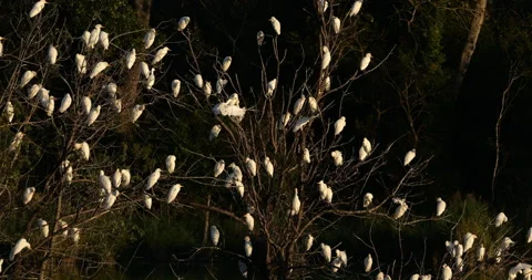 Western cattle egrets (bubulcus ibis) in a dormitory tree, the Camargue,France Video stock 317558710