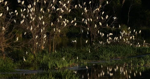 Western cattle egrets (bubulcus ibis) in a dormitory tree, the Camargue,France Video stock 317558728