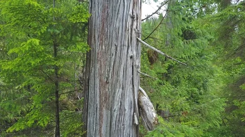 Western Cedar Stock Footage 78248305