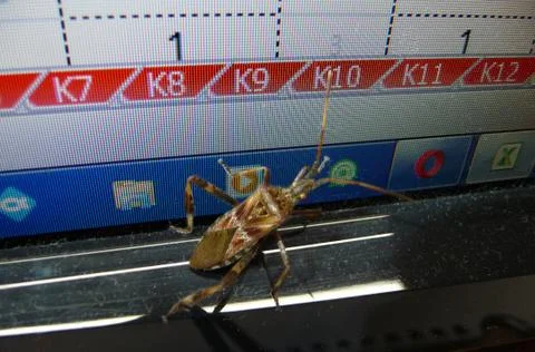 Western conifer seed bug on the computer monitor. Foto stock