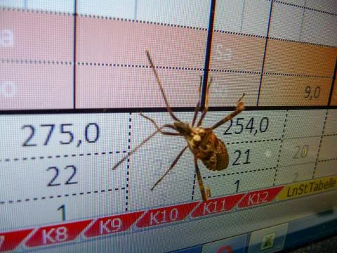 Western conifer seed bug on the computer monitor. Stockfoto's
