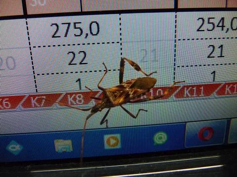 Western conifer seed bug on the computer monitor. Stock Photos