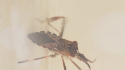 Western conifer seed bug crawling on a wall inside a house Vídeo Stock 96683857