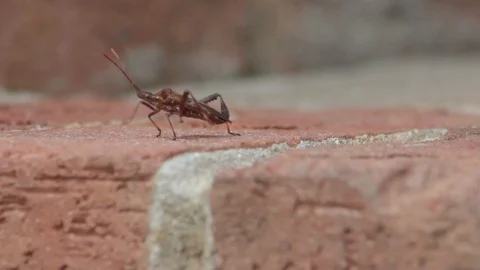 Western Conifer Seed Bug Flies Away Video stock 121966727
