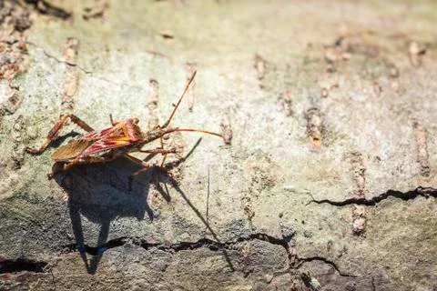 Western conifer seed bug insect, Leptoglossus occidentalis, crawling Stock Photos