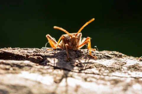 Western conifer seed bug insect, Leptoglossus occidentalis, crawling Foto stock