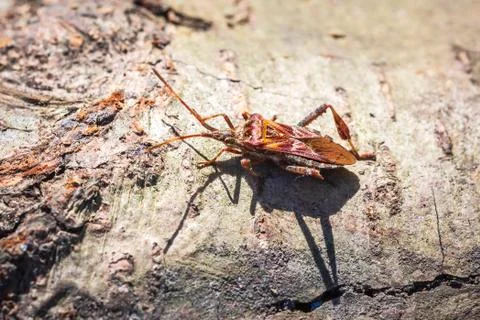 Western conifer seed bug insect, Leptoglossus occidentalis, crawling Stock Photos