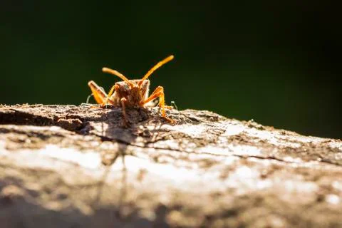 Western conifer seed bug insect, Leptoglossus occidentalis, crawling Foto stock