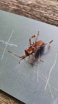 The western conifer seed bug or pine seed bug (Leptoglossus occidentalis) in  Foto stock