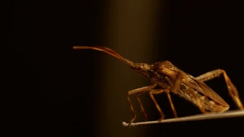 Western conifer seed bug sitting on a piece of paper looking into the distance Stock Footage 96683933