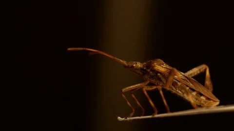 Western conifer seed bug sitting on a piece of paper, trying to go over the edge Stock Footage 96684067