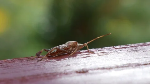 Western conifer seed bug sitting outside a window looking into the garden Video stock 96684187