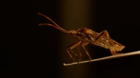 Western conifer seed bug sitting on a piece of paper that shakes Stock Footage 96736267