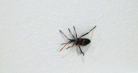 Western Conifer Seed Bug turning and crawling left on a vertical wall Stock Footage 322720570
