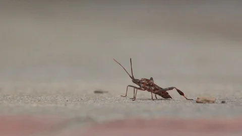 Western Conifer Seed Bug Walking on Cement Video stock 121966736