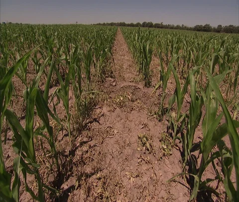 Western corn field, angle on row of corn stalks, arid earth Stock Footage 86690650