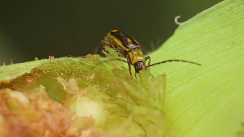 Western corn rootworm eating green corn cob 스톡 동영상 163944968