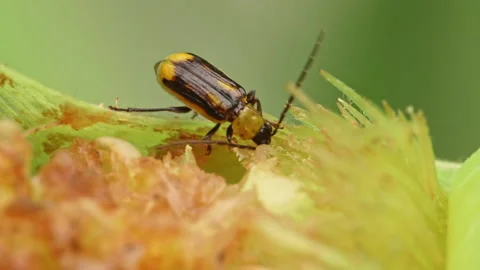 Western corn rootworm eating green corn cob in extreme close up 스톡 동영상 163945277