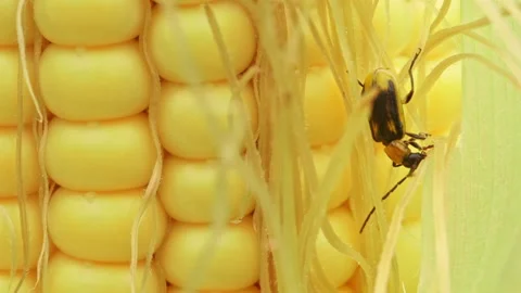 Western corn rootworm eating yellow corn cob 스톡 동영상 163945020