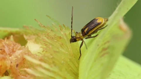 Western corn rootworm moving around on green corn cob in extreme close up 스톡 동영상 163945265