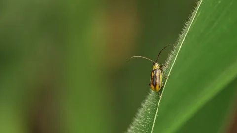 Western corn rootworm sitting on leaf of corn plant then flying away 스톡 동영상 163944973
