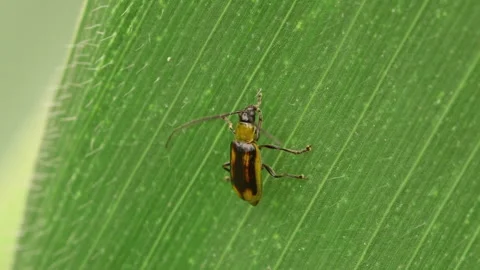 Western corn rootworm sitting on leaf of corn plant and cleaning it's leg 스톡 동영상 163945143