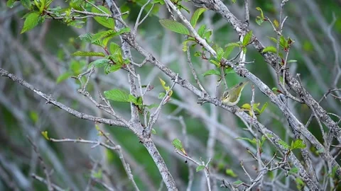 Western Crowned Warbler Displaying Natural Movement On Woodland Perch Stock Footage 336984925