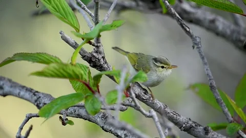 Western Crowned Warbler Moving Along Perch In Natural Bush Habitat Stock Footage 336984651
