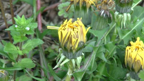 Western Dandelion, Blooming Stock Footage 332844938