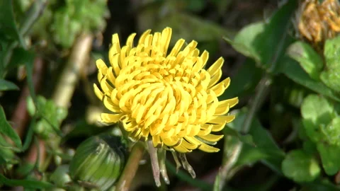 Western Dandelion, Blooming Stock Footage 332844963