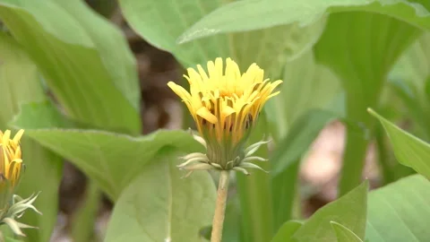 Western Dandelion, Blooming Stock Footage 332844996