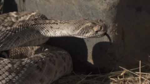 WESTERN DIMONDBACK RATTLESNAKE SLITHERING BETWEEN ROCKS 4K Stock-Footage 123426225