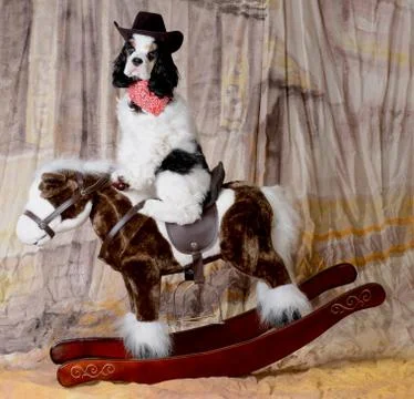 Western dog Stock Photos