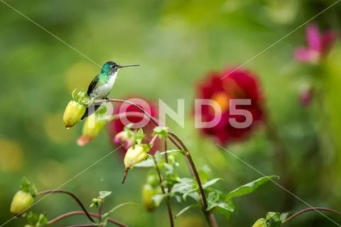 Western emerald sitting on branch, hummingbird from tropical forest,Colombia, Stock Photos