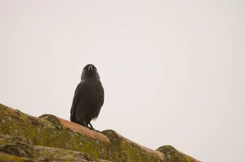 Western Eurasian jackdaw. Stock Photos