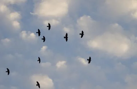 Western Eurasian jackdaws in flight. Stock Photos