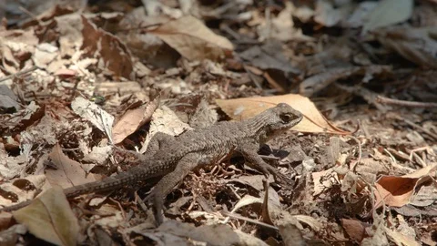 Western Fence Lizard close-up then runs away | Blue-belly lizard 4K Stock Footage