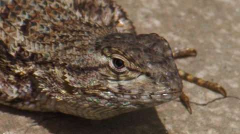Western Fence Lizard Stock Footage 35194371