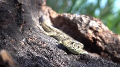 Western fence lizard Stock Footage 91570280