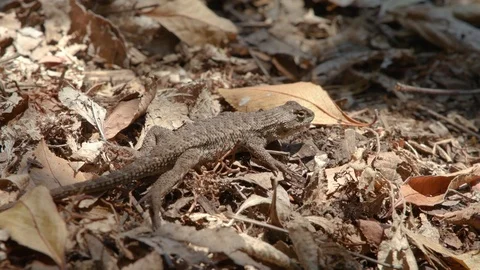 Western Fence Lizard looking at environment | Blue-belly lizard 4K footage Stock Footage 114385680